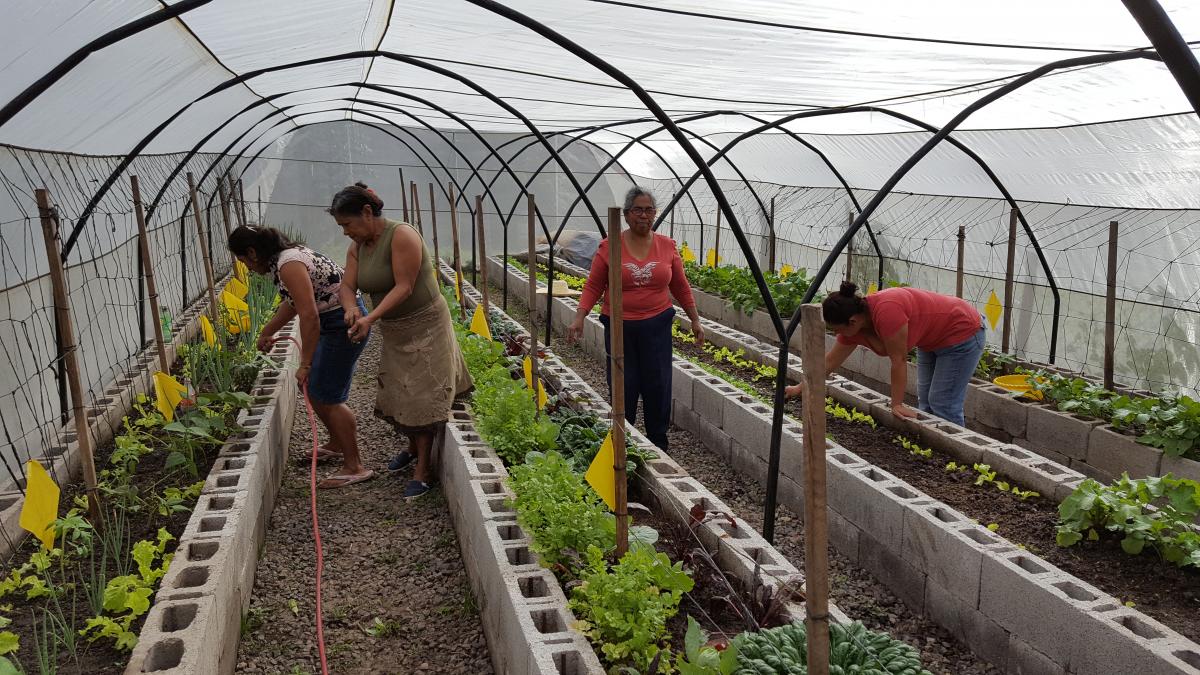 women caring for plants in a green house in Honduras