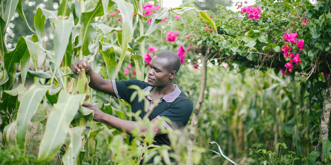 a Malawi man on a bike touching large leaves