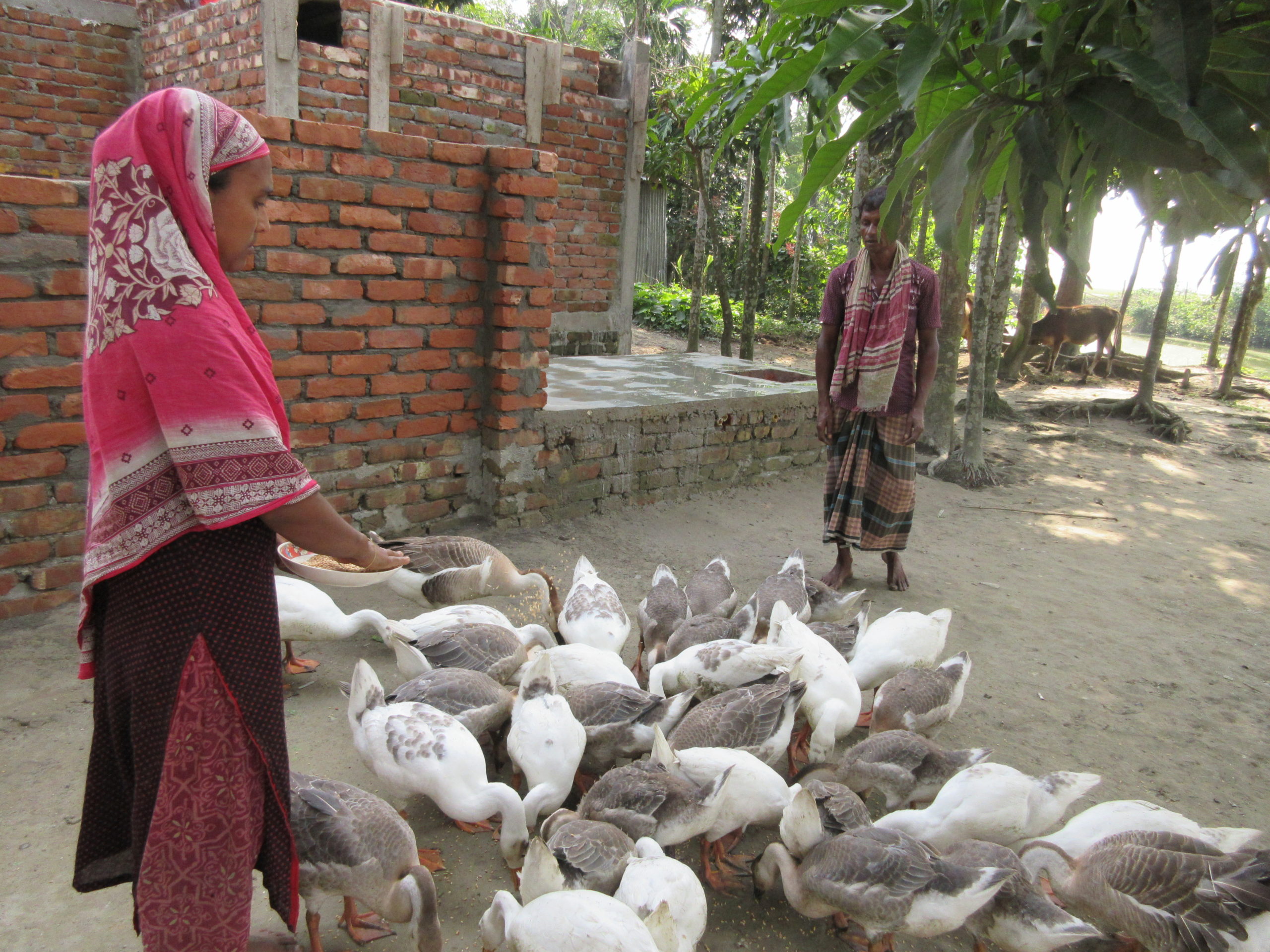 RS28037_Baker, Atpara- Group Member Suva Akter Duck Rearing( Polash Group) Goatola Village.