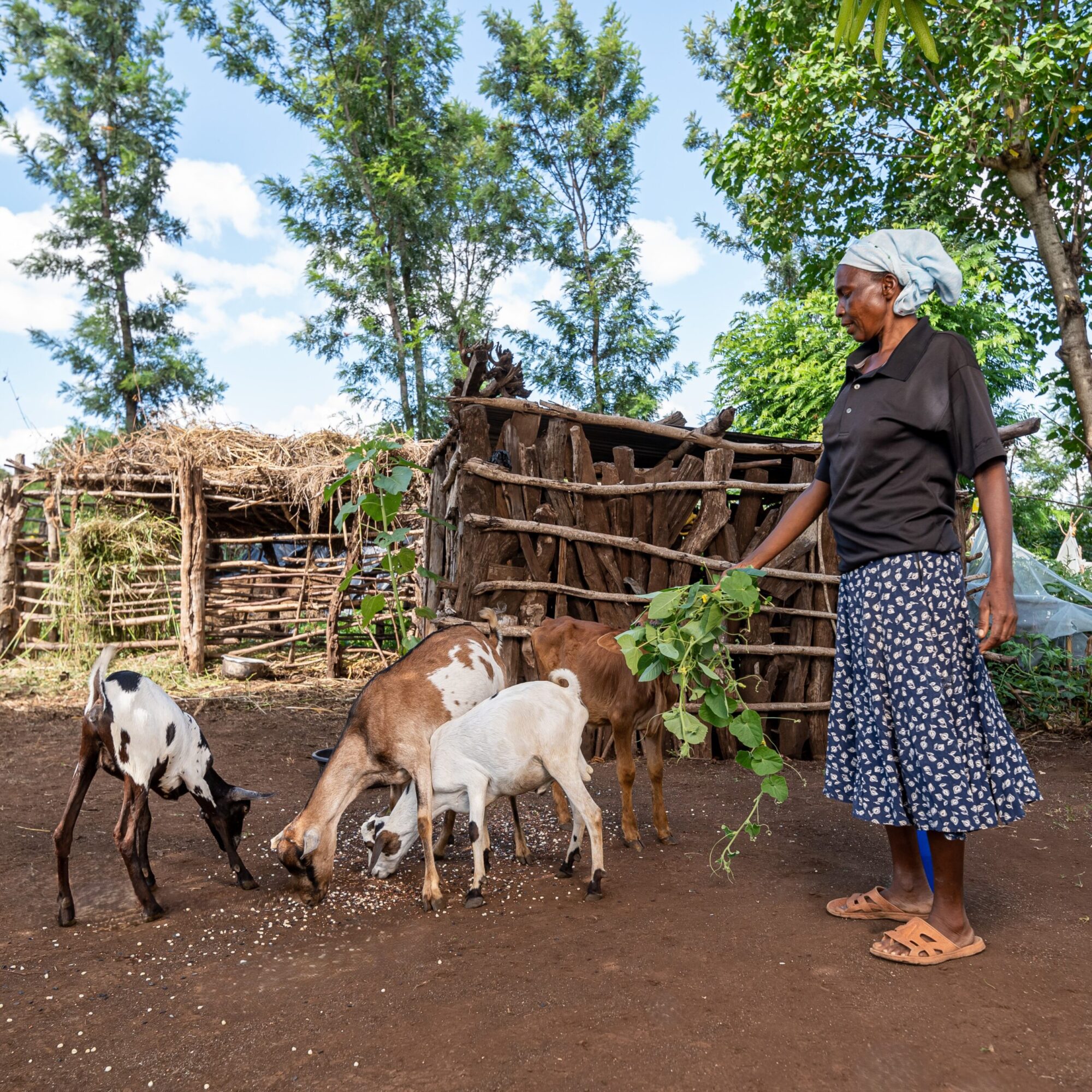 woman feeding goats