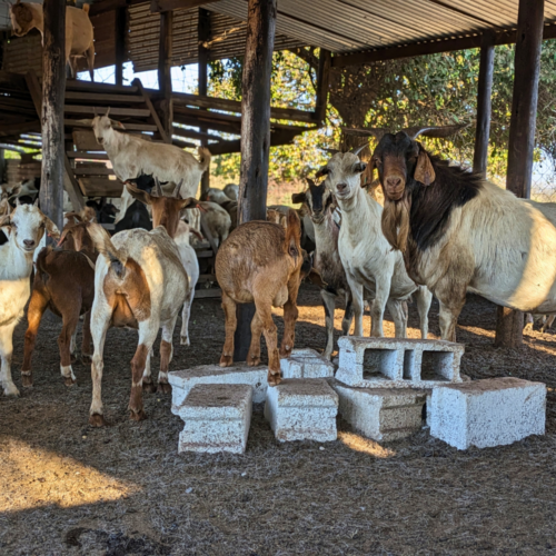 Goats stand in a barn