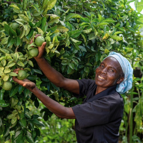 A woman displays limes on a tree