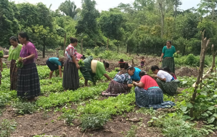 Women farmers working in their field in Guatemala.