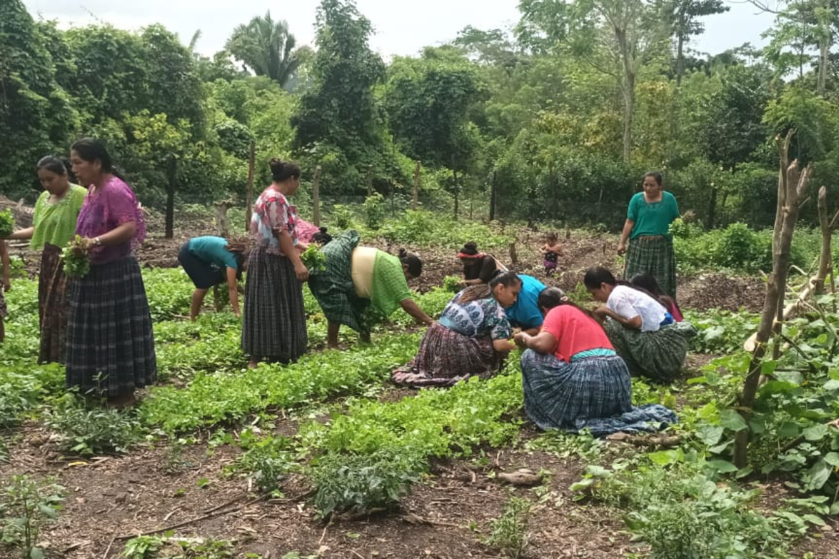 Women farmers working in their field in Guatemala.