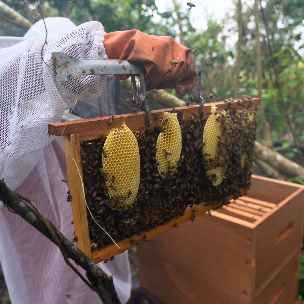 A farmer shows his beehive and honeycomb.