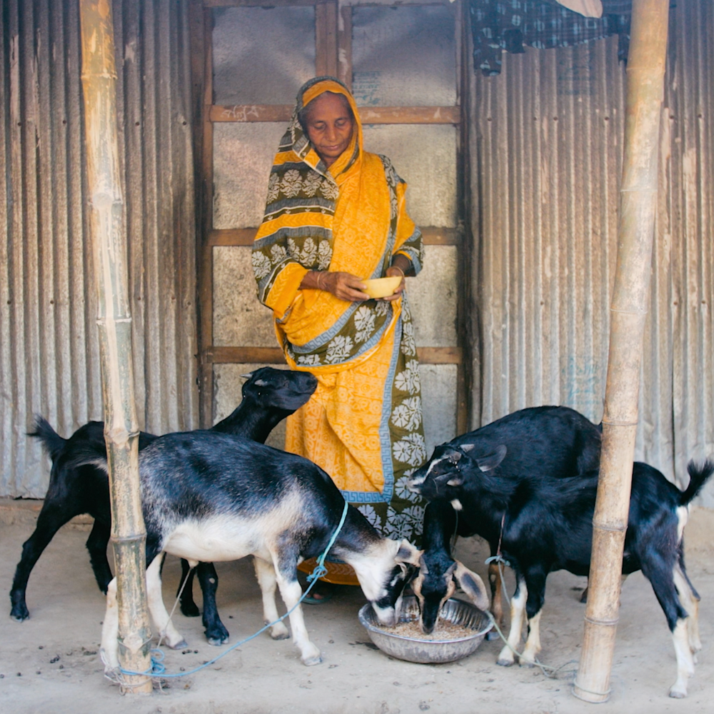A woman feeds her goats.