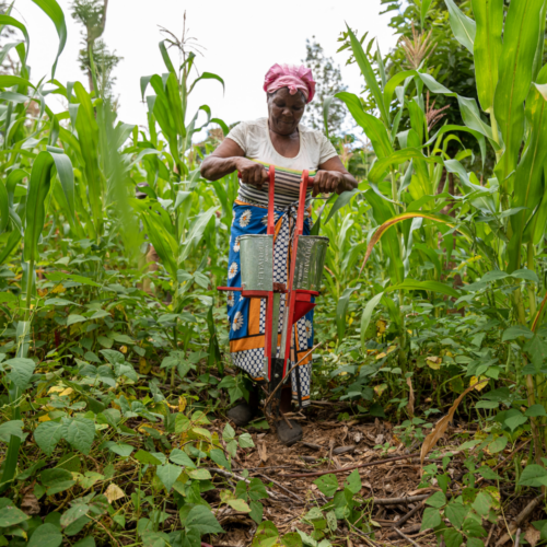 A woman using a jab planter on her farm.