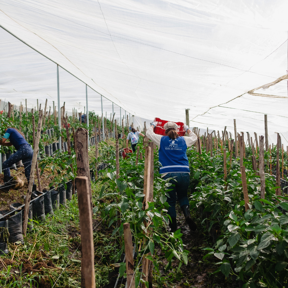 Farmers harvesting peppers in a shade net.