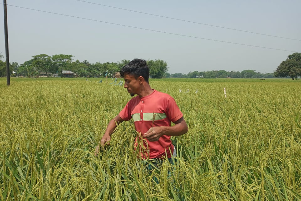 Al Mamun in his rice field.