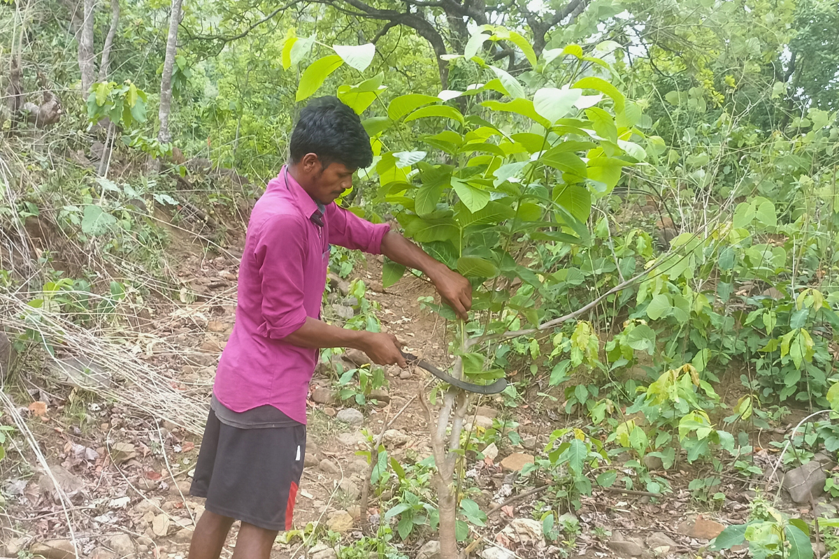 A man prunes a tree.