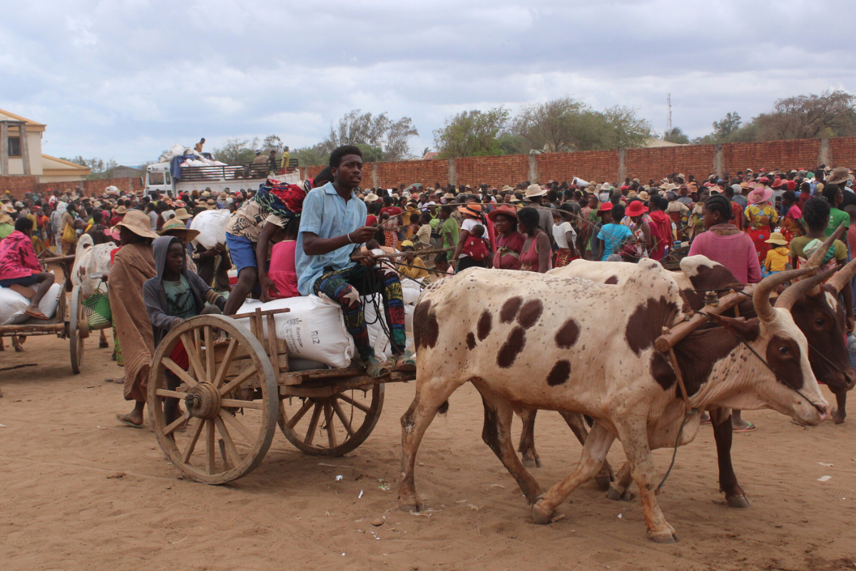 A man carries food on a cart pulled by oxen.