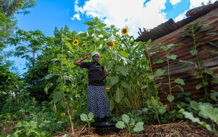 Kenyan women gardening in front of sunflowers