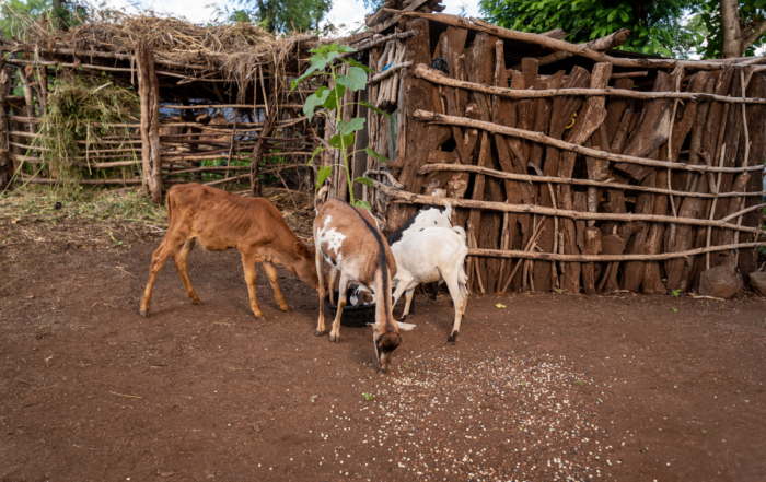 Goats in a yard