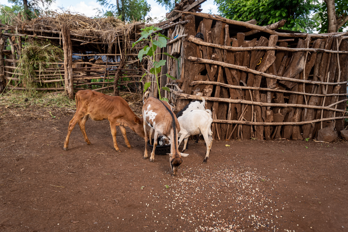 Goats in a yard