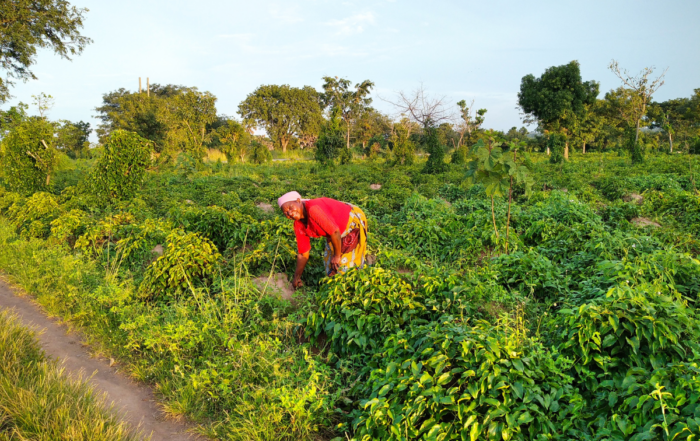 Dorcas weeding her yam farm