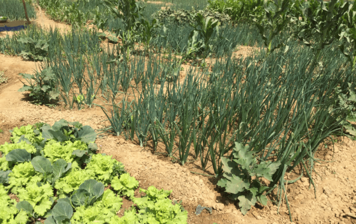 Farm fields in West Africa