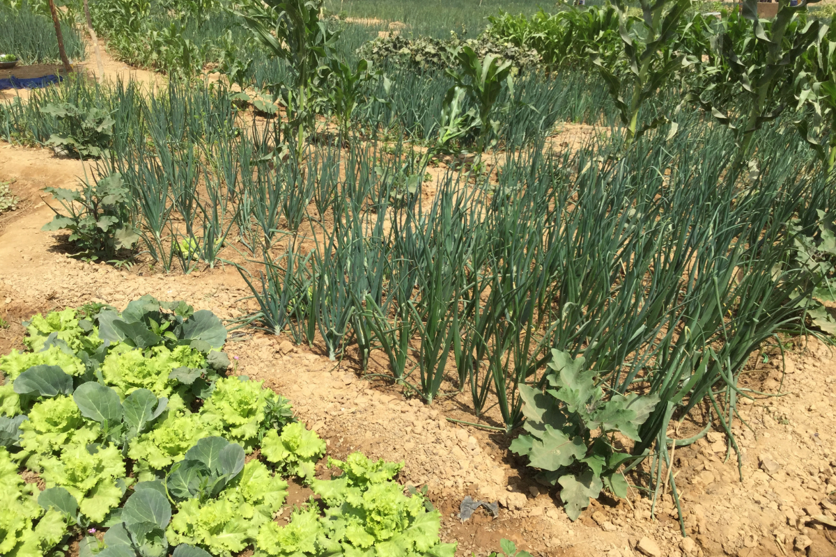 Farm fields in West Africa