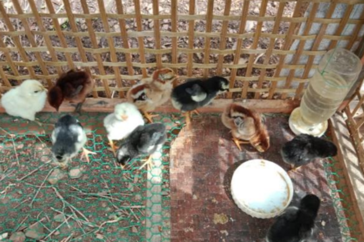 Bee's chicken