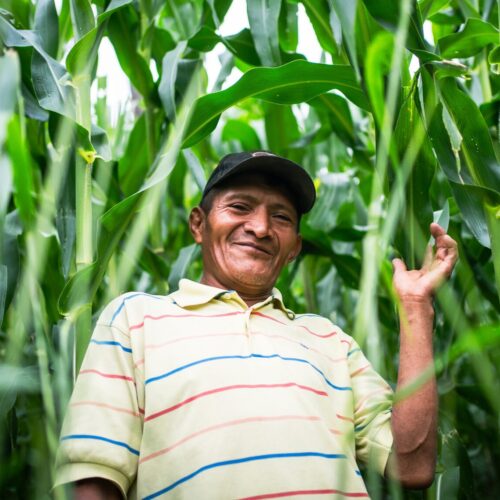 man standing in corn field