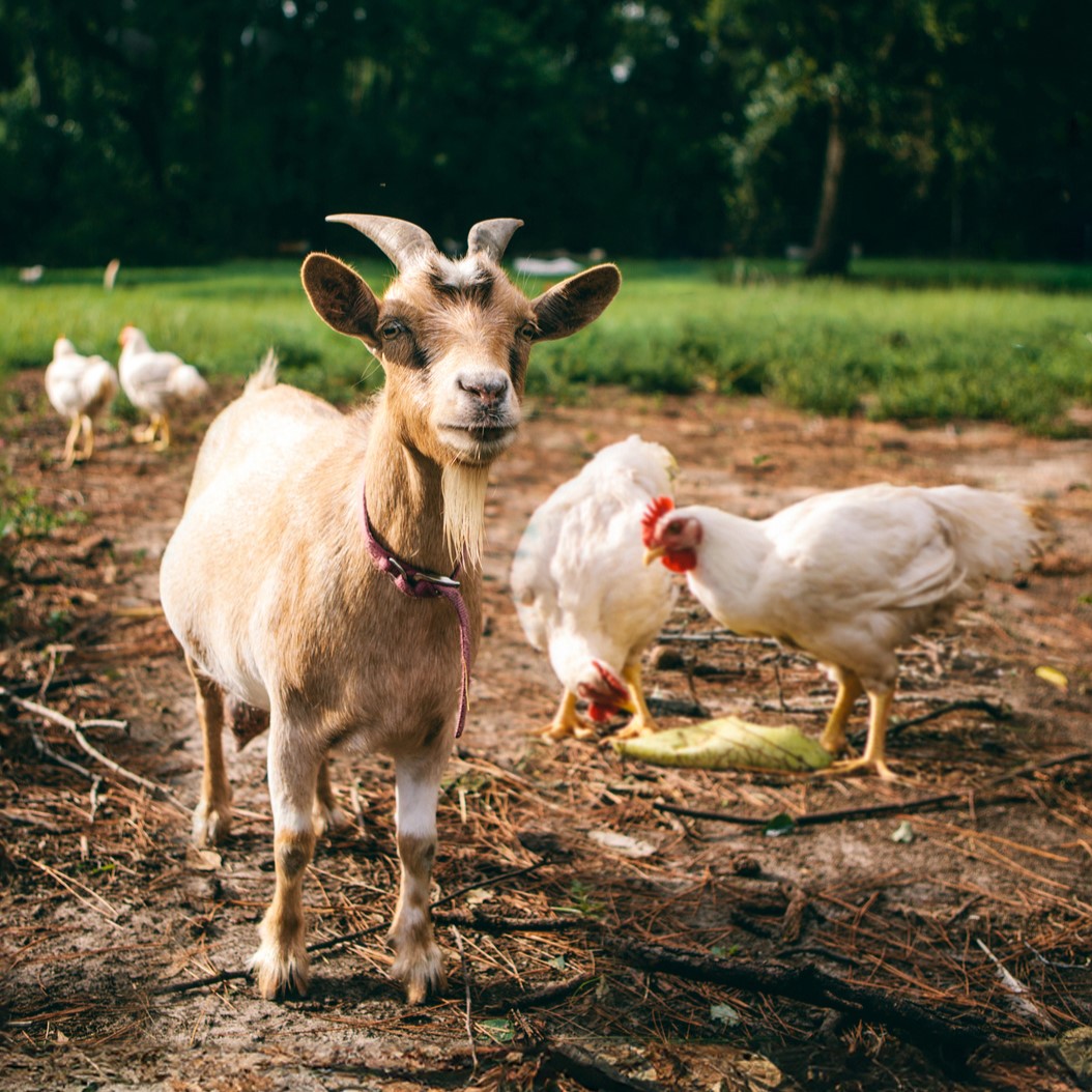 A goat and chickens in a barnyard