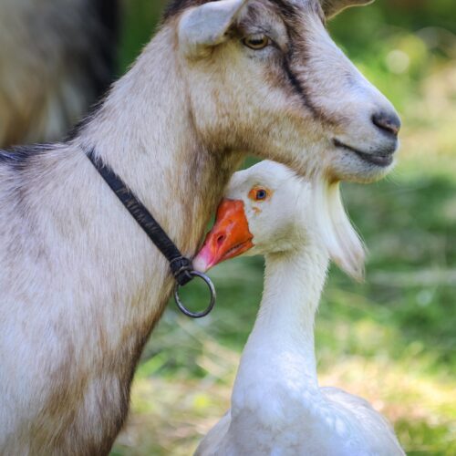 Goose and goat on a farm