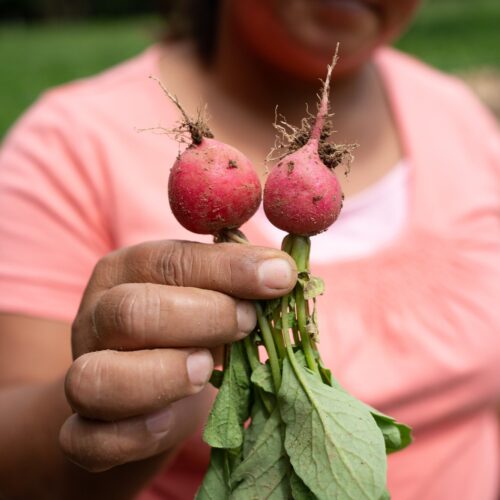 close up of woman holding two harvested radishes