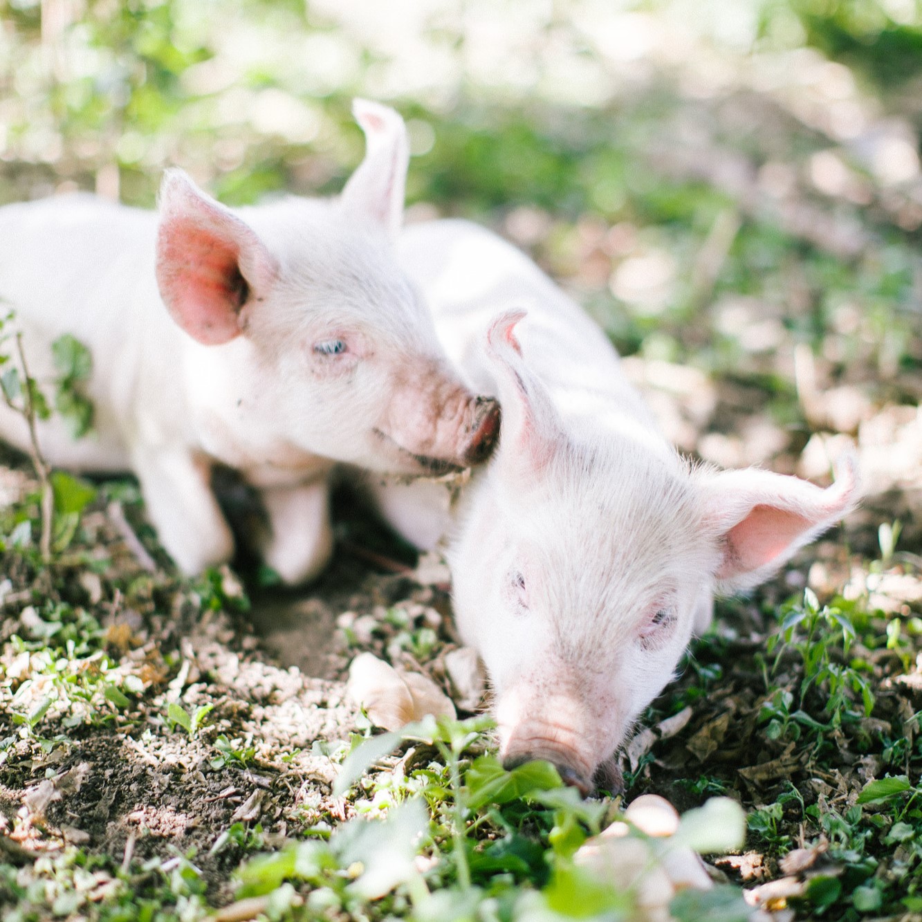 two pigs in barnyard