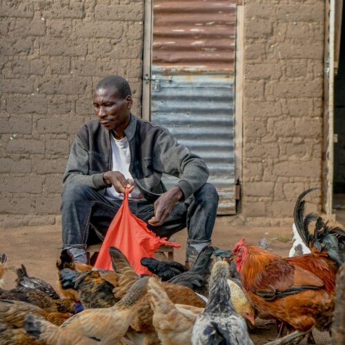 man feeding chickens