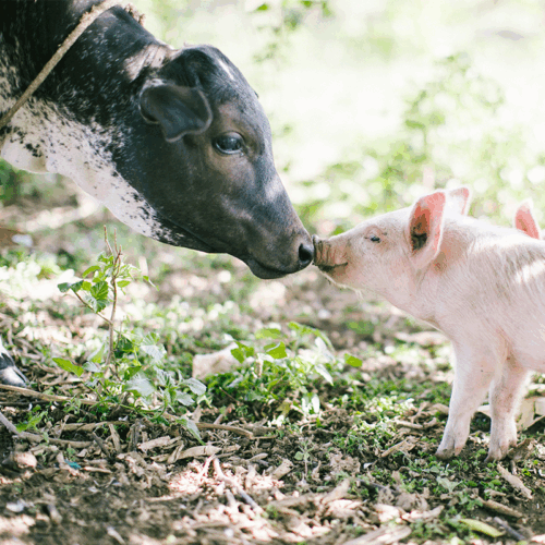 cow and pig nose-to-nose