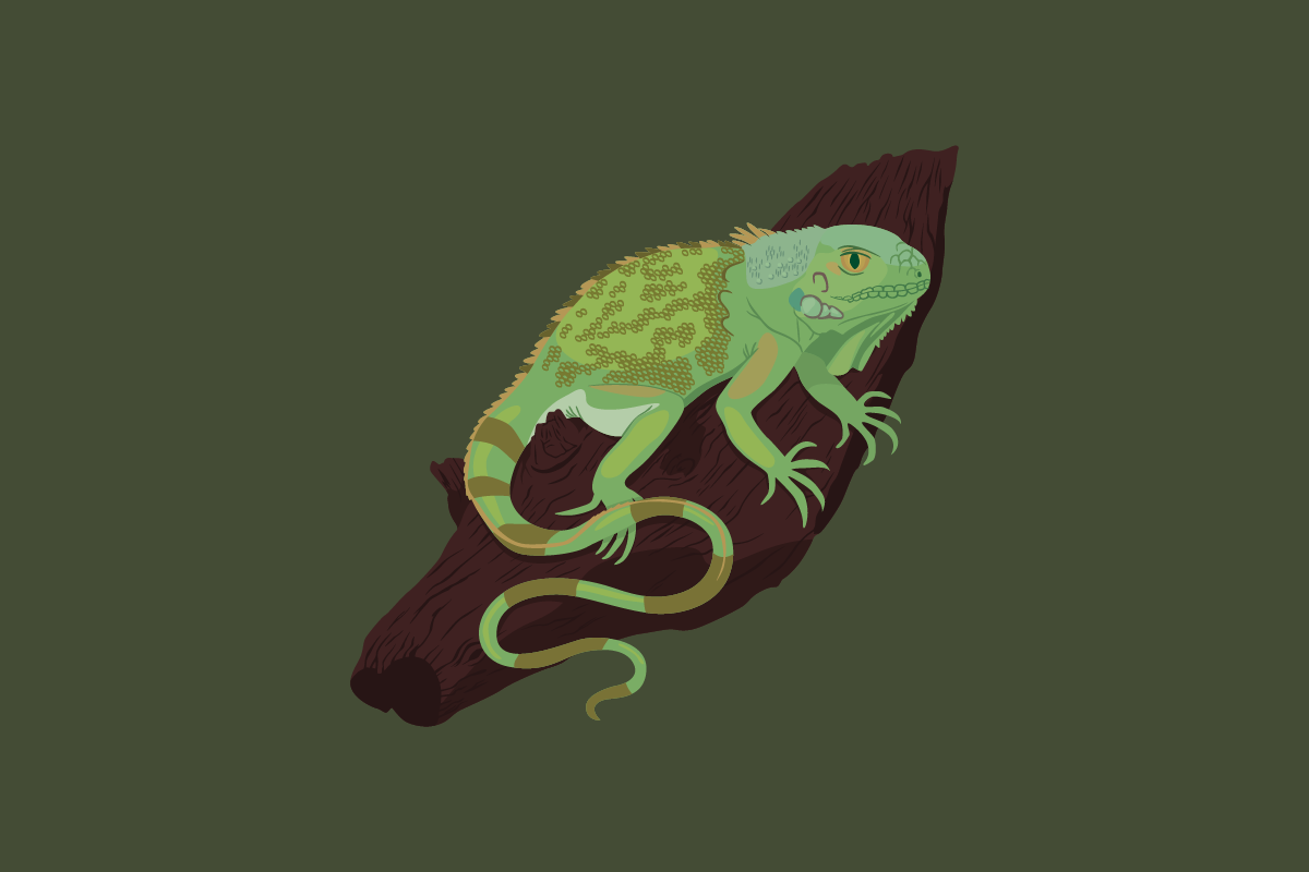 Iggy Iguana