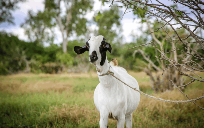 Goat on a rope