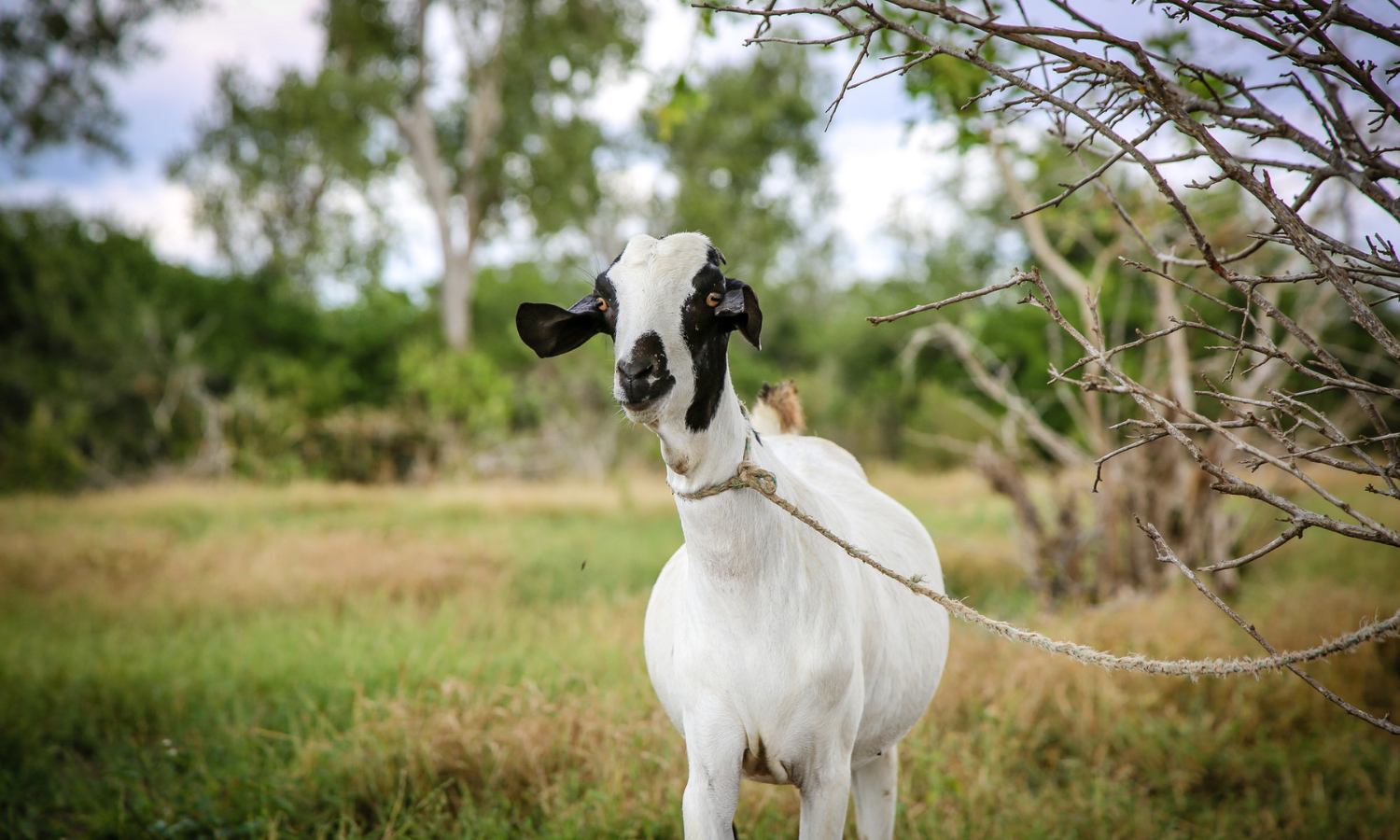 Goat on a rope