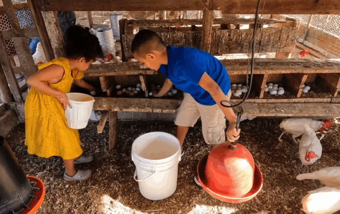Kids collect eggs from chicken coop