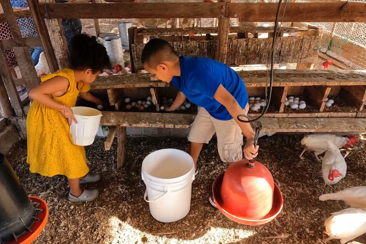 Kids collect eggs from chicken coop