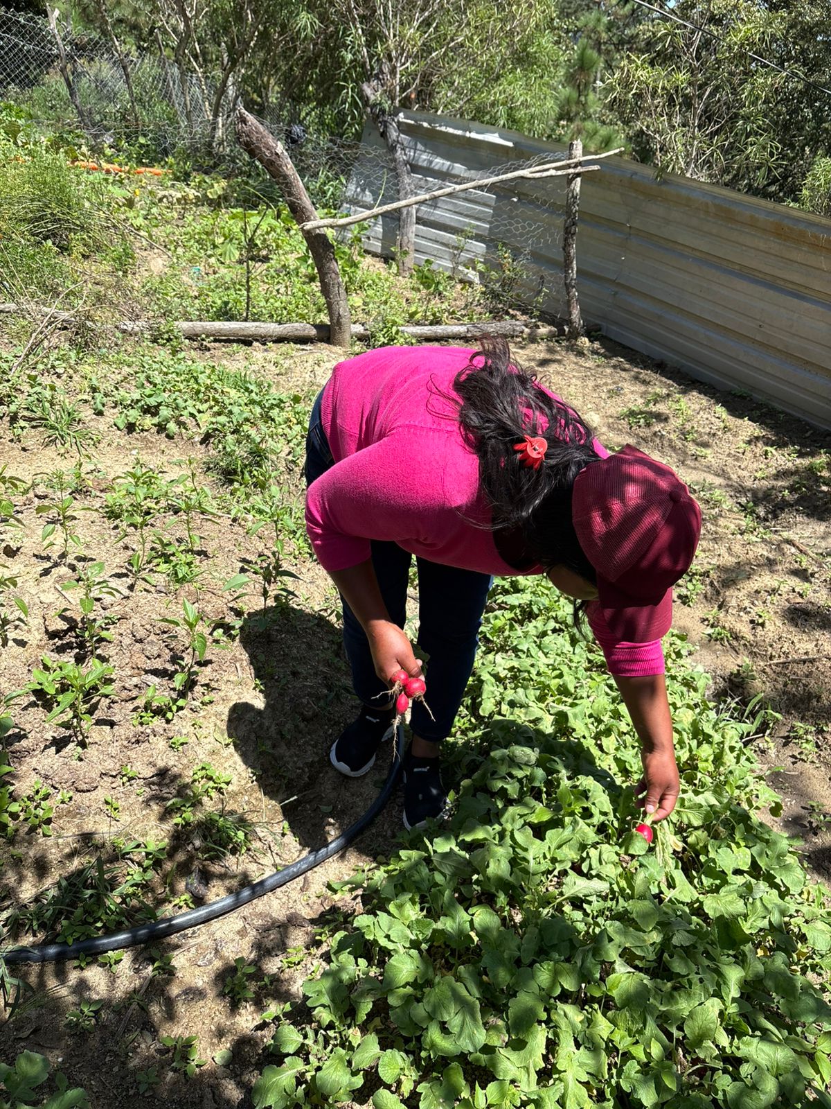 Harvesting radishes in a backyard garden